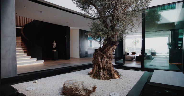 Atrium with an olive tree on white gravel beside a dark staircase in Trousdale Estates