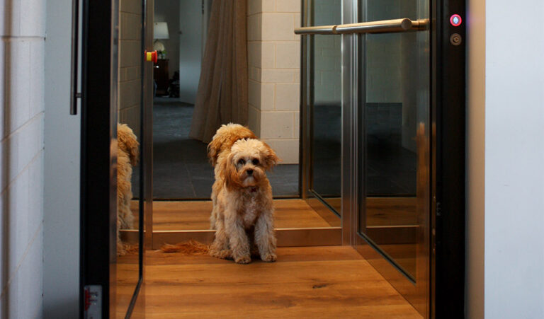 Small fluffy dog sitting inside an open home lift on a timber floor