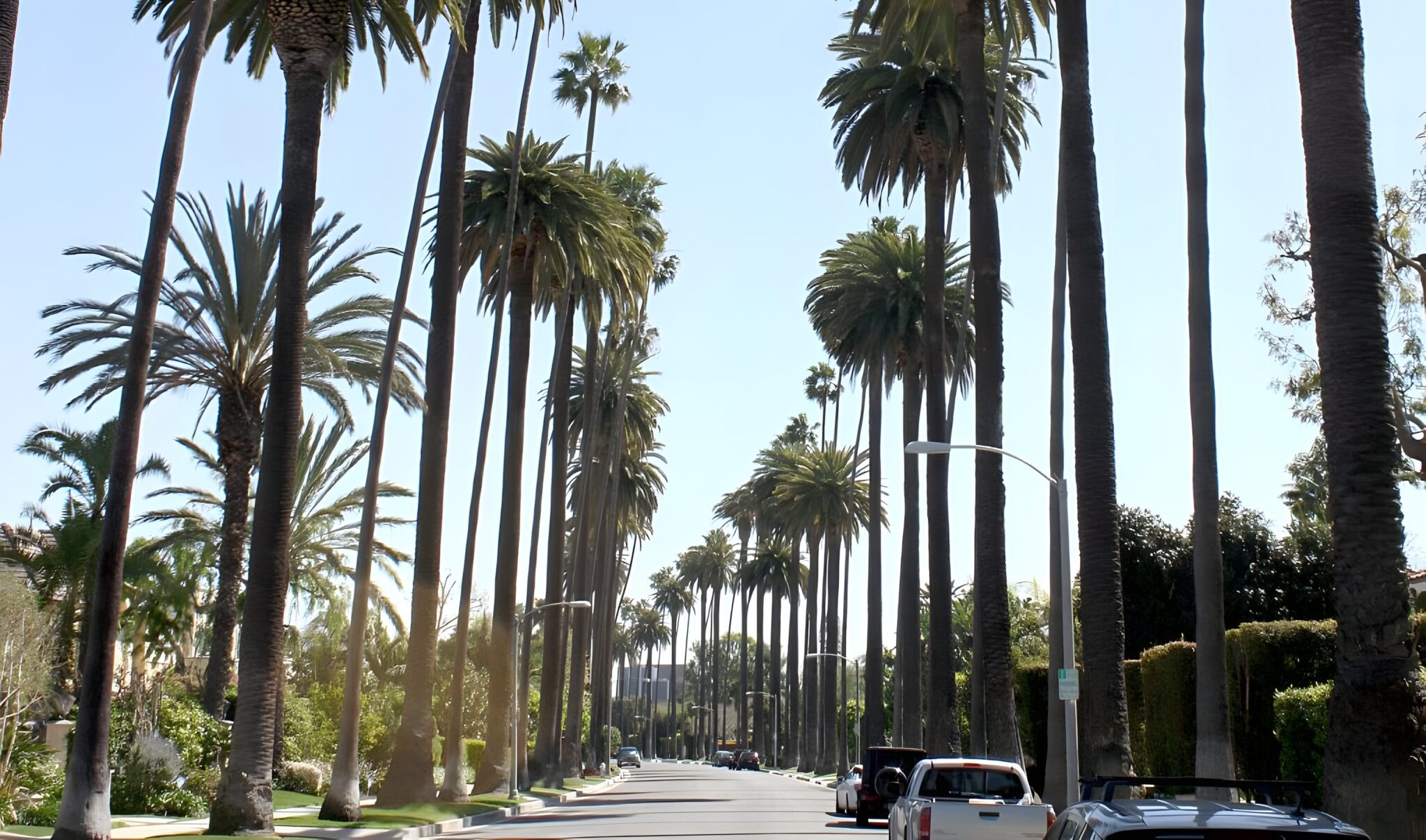 A long street in Beverly Hills lined with tall palm trees under a clear blue sky