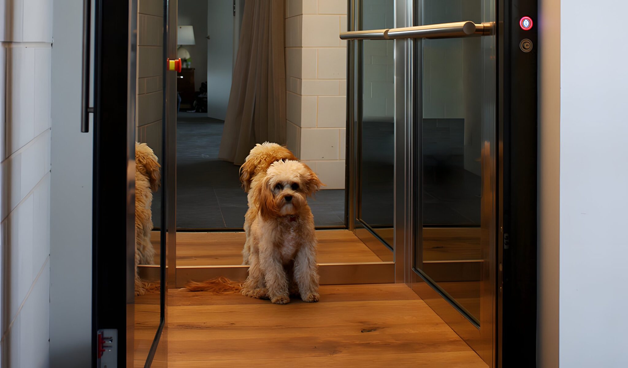 Small fluffy dog sitting inside an open glass home lift on a timber floor at Castle Crag, Sydney
